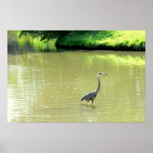 REIHER IM TEICH/ABSTUFUNGEN VON GRÜN/GELB/FOTO. POSTER