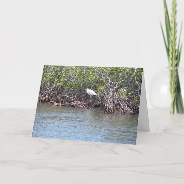 Reiher in den Mangroven Karte (Vorderseite)