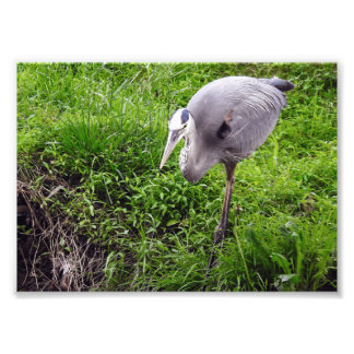 Reiher mit Absicht Fotodruck