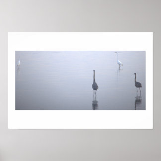Reiher Reflexionen Poster