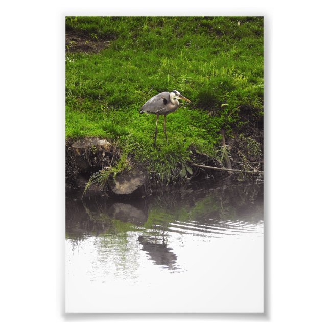 Reiher Spiegelung Fotodruck (Vorne)