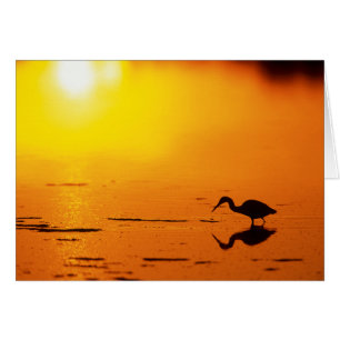 Reihersilhouette bei Sonnenuntergang, Florida