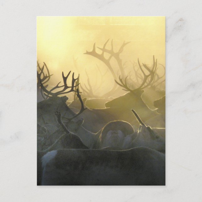 Reindeer Herd Postkarte (Vorderseite)
