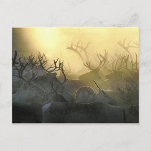 Reindeer Herd Postkarte