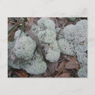 Reindeer Lichen OBX Postcard Postkarte