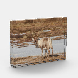 Reindeer Norwegen Fotoblock