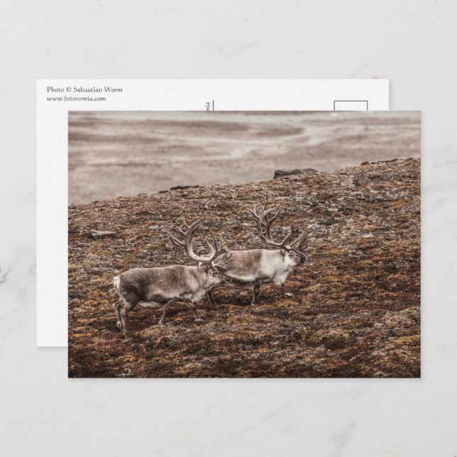 Reindeer Wildlife Foto Postkarte (Vorne/Hinten)
