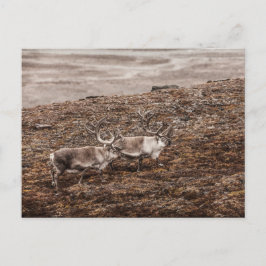 Reindeer Wildlife Foto Postkarte