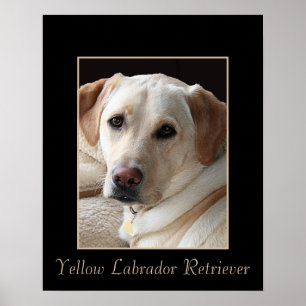 Reines gezüchtetes gelbes Labrador Poster