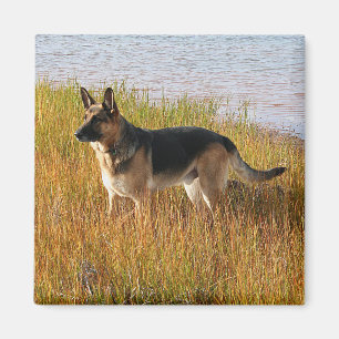 Reines gezüchtetes Schäferhund-Foto auf Magneten Magnet