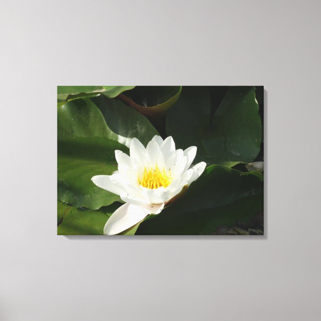 Reinheit Water Lilly, Lotus Fotografy Wall Art Leinwanddruck (Vorderseite)