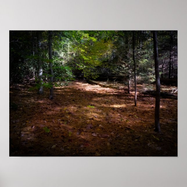 Reinigung in einem dunklen Wald Poster (Vorne)