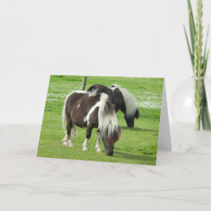 Reinrassige Shetland Paint Ponys Karte