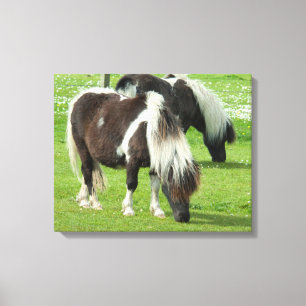 Reinrassige Shetland Paint Ponys Leinwanddruck