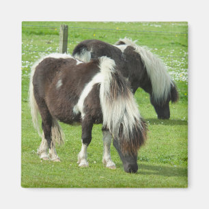 Reinrassige Shetland Paint Ponys Magnet