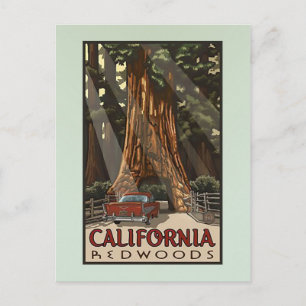 Reise durch alte kalifornische Redwoods Postkarte