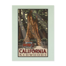 Reise durch alte kalifornische Redwoods