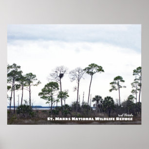 Reise-   Florida - Adlerhorst, St. Markus Poster