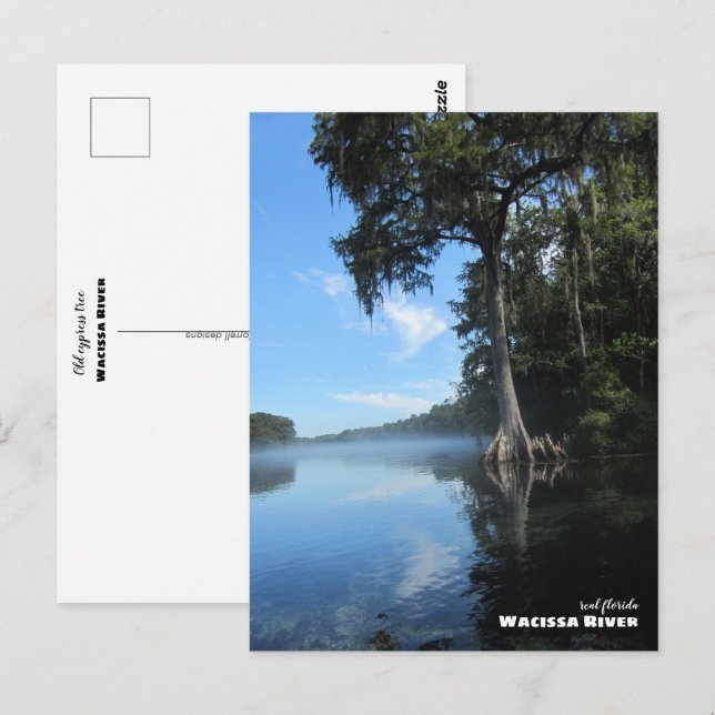 Reise-  | Florida - Alte Zypressenbaum, Fluss Waci Postkarte (Vorne/Hinten)