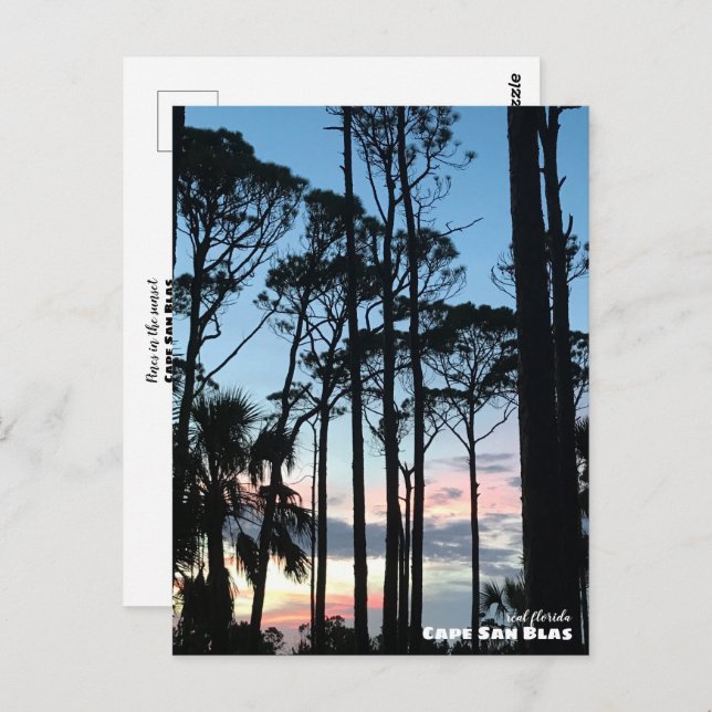 Reise-  | Florida - Cape San Blas Pines Sunset Postkarte (Vorne/Hinten)