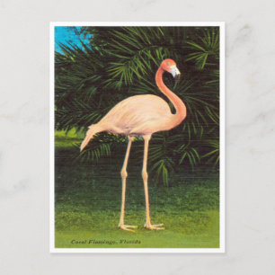 Reise-Postkarte mit Vintage-Florida-Korallenflamin Postkarte