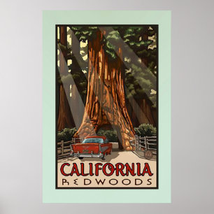 Reise zu den alten kalifornischen Redwoods Poster