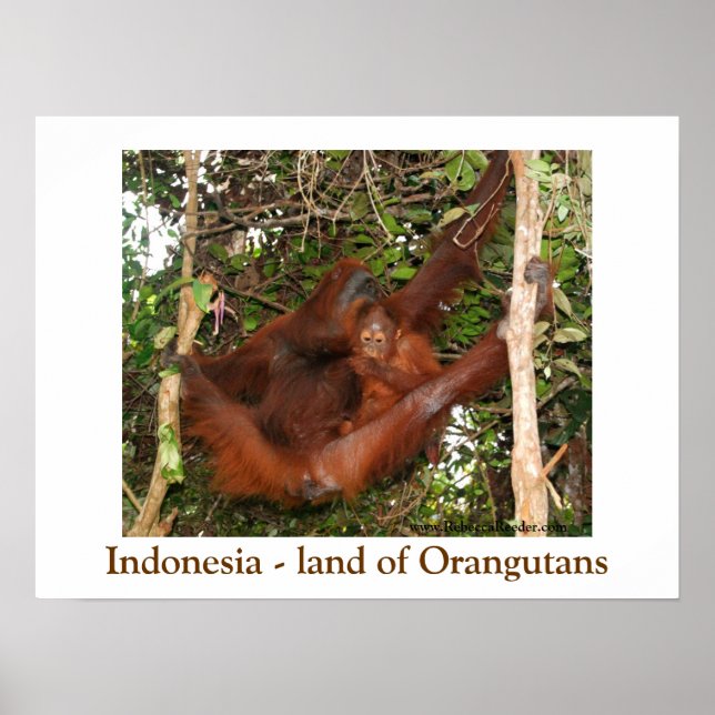 Reisen des Landes Orangutans Poster (Vorne)