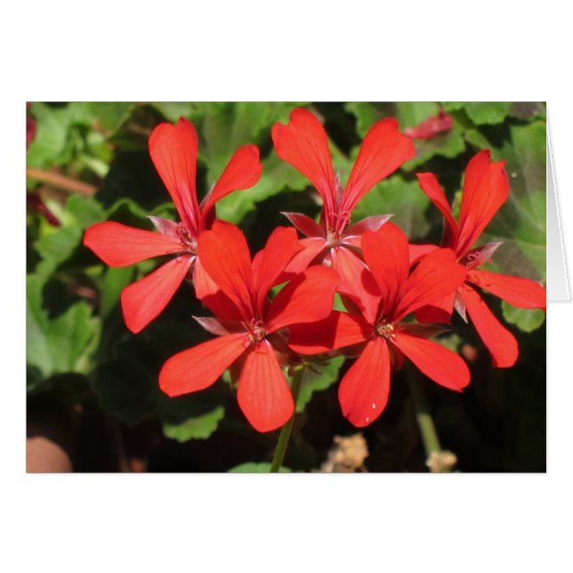 Reisen in Norditalien (Vorderseite (Horizontal))