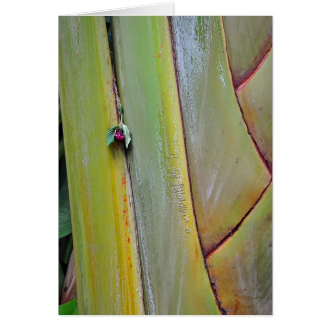 Reisende Palm Tree (Vorne)