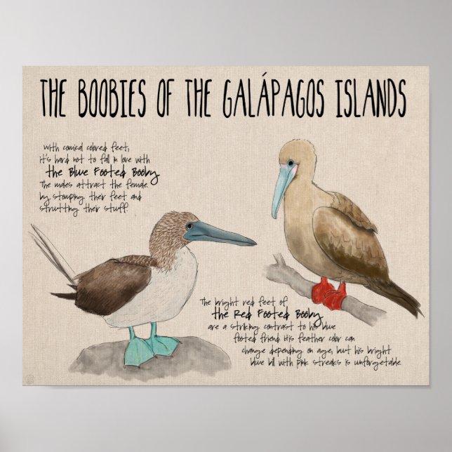 Reiseplakat: Vögel der Galapagos-Inseln Poster (Vorne)