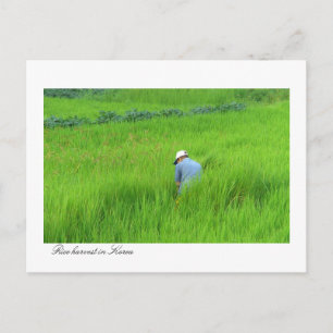 Reisernte in Waegwan, Southkorea Postkarte