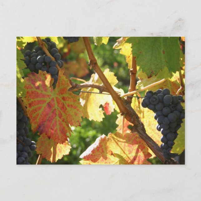 Reiserückholung der Postkarte 65 (Vorderseite)