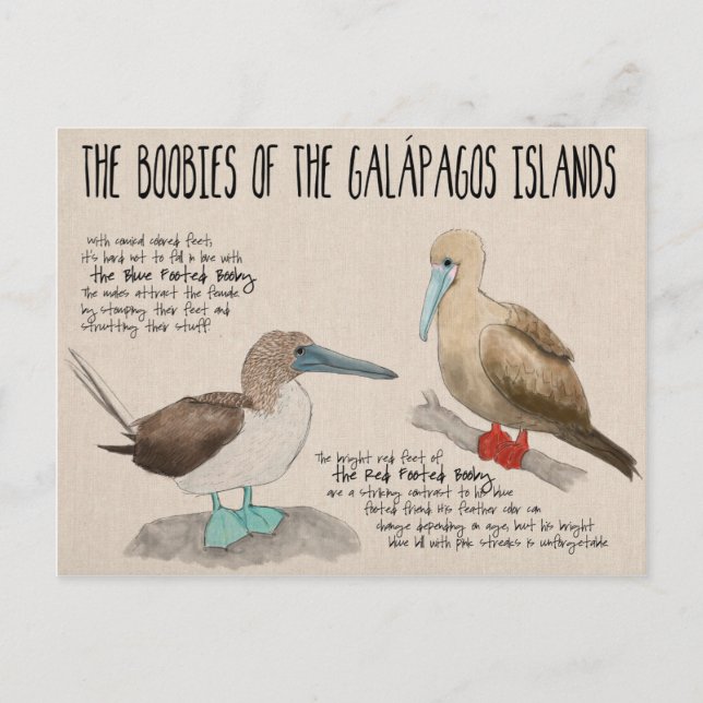 Reiseskizze Postkarte: Vögel der Galapagos Postkarte (Vorderseite)