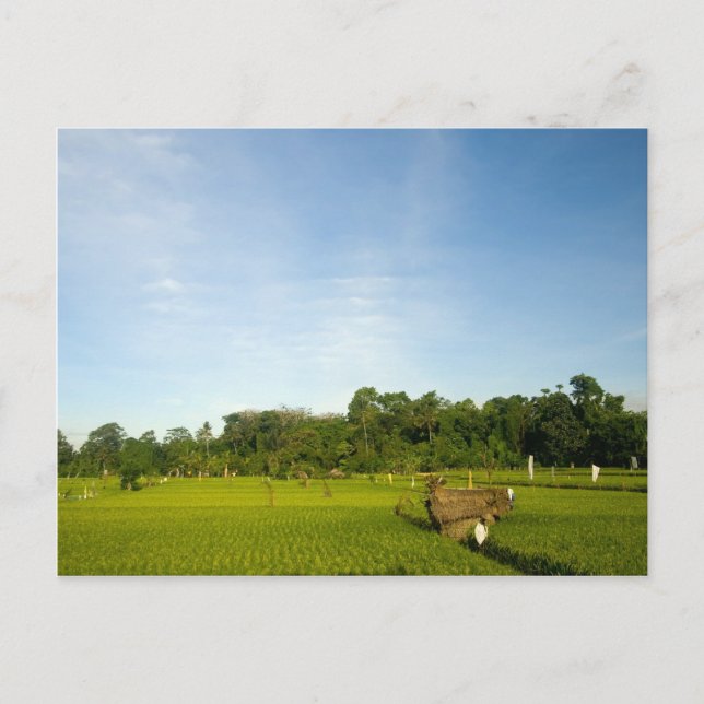 Reisfeld auf Bali Postkarte (Vorderseite)