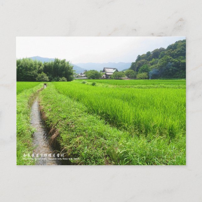 Reisfeld-Landschaft: Postkarte (Vorderseite)