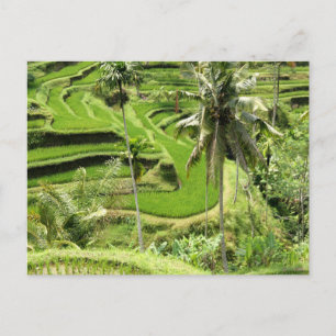 Reisfelder auf der Postkarte, Bali Postkarte