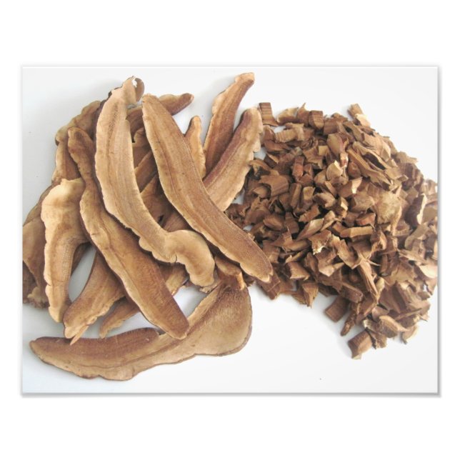Reishi Mushroom Foto Print (Vorne)