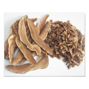 Reishi Pilz-Foto-Druck Fotodruck