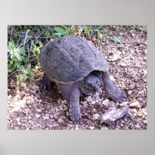 Reißende Schildkröte 1 Poster