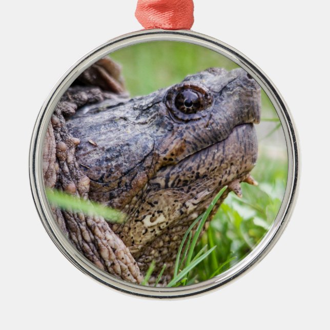 Reißende Schildkröte Silbernes Ornament (Vorne)