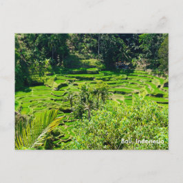 Reisterrassen von Bali, Indonesien Postkarte
