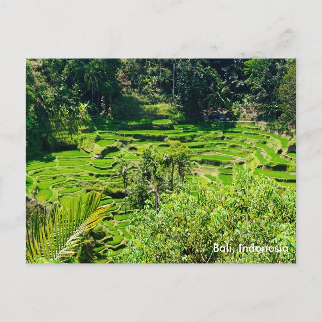 Reisterrassen von Bali, Indonesien Postkarte (Vorderseite)