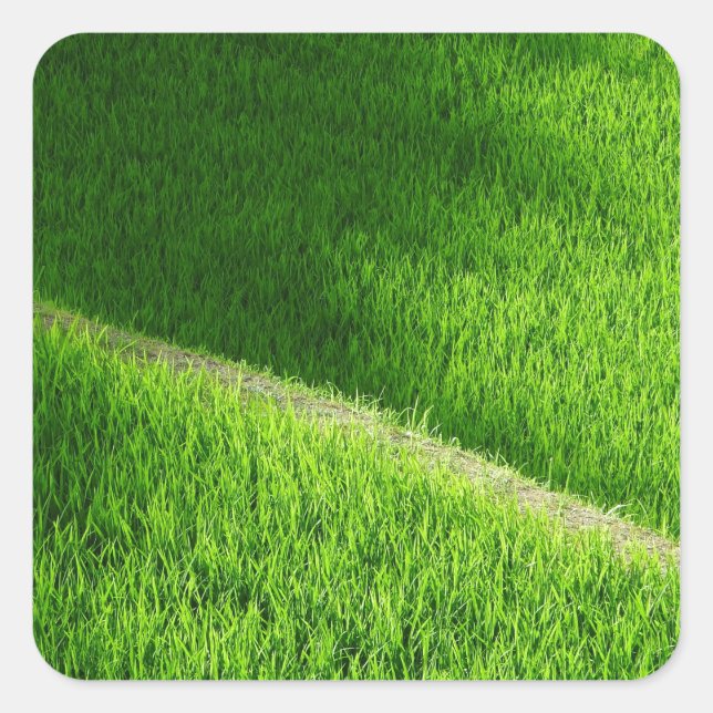 Reisterrassen Yamadas Reisfelder Japan Quadratischer Aufkleber (Vorderseite)