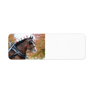 Reitadresse des Clydesdales