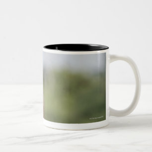 Reiten Baby Chacma Pavians (Papio ursinus) Zweifarbige Tasse