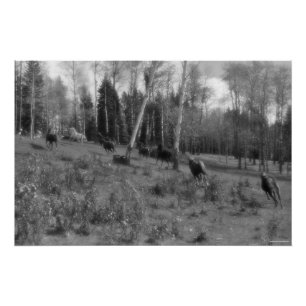 Reitende Pferdeherde, Ranch Pasta Equine B&W Foto Poster