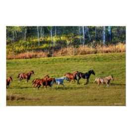 Reitende Reittier- und Reitwiesen Reittiere Foto Poster