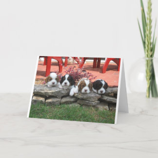 Reiter King Charles Spaniel Litter Feiertagskarte