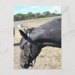 Reiter Lover Postkarte