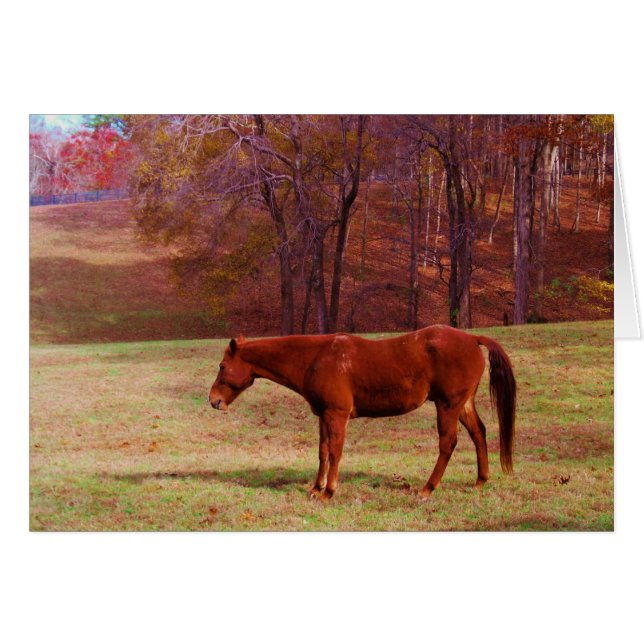 Reitpferd auf einem Grasfeld (Vorderseite (Horizontal))